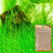 Load image into Gallery viewer, New Aquarium Landscape Ornament Aquatic Water Grass Mini Leaf Live Plant Fish Tank Decoration Home Garden
