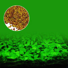 Load image into Gallery viewer, New Aquarium Landscape Ornament Aquatic Water Grass Mini Leaf Live Plant Fish Tank Decoration Home Garden
