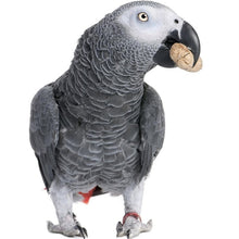 Load image into Gallery viewer, Gingerain Bird clothes Parrot diaper Black bat original hand-made custom bird clothes Black bat
